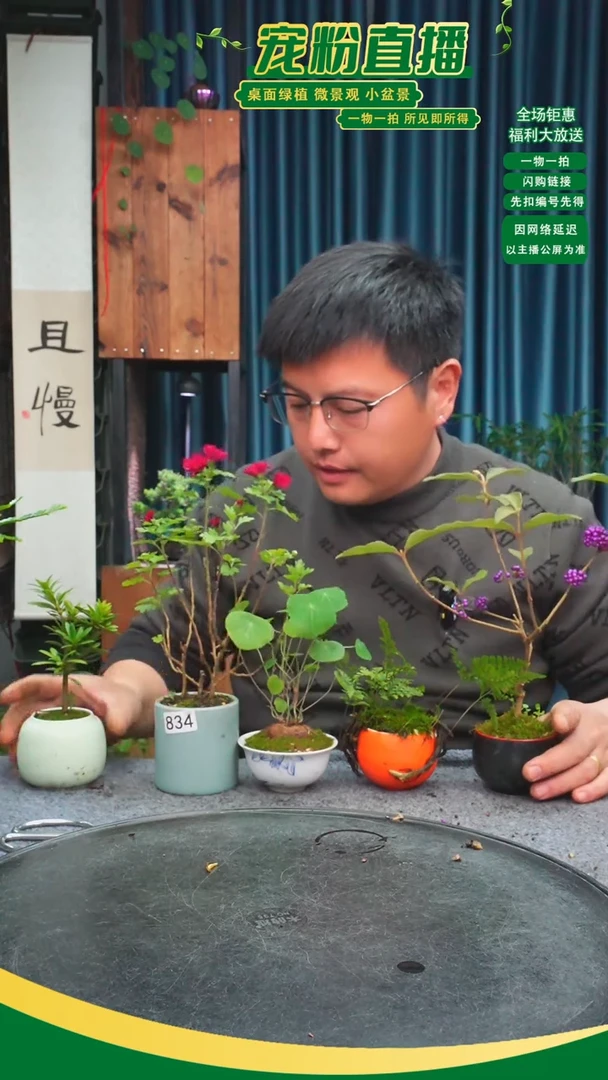 无花朵古*苔藓微景观834号