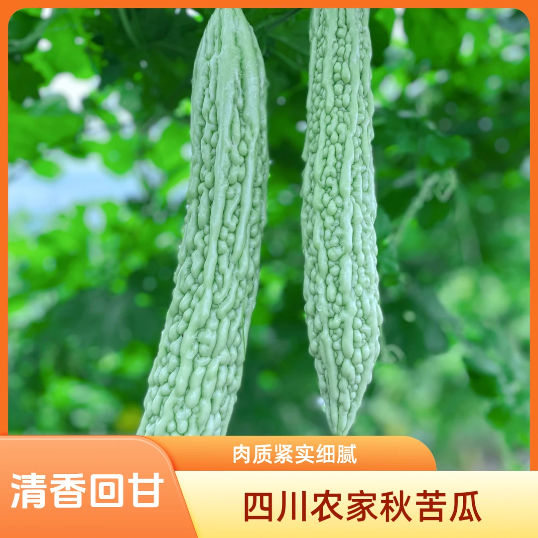 四川正宗本地农家青苦瓜新鲜绿苦瓜炒菜榨汁露天种植现摘现发