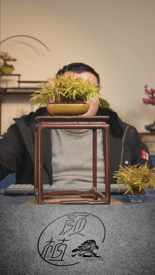 【闪购商品】盆景竹子  顺丰