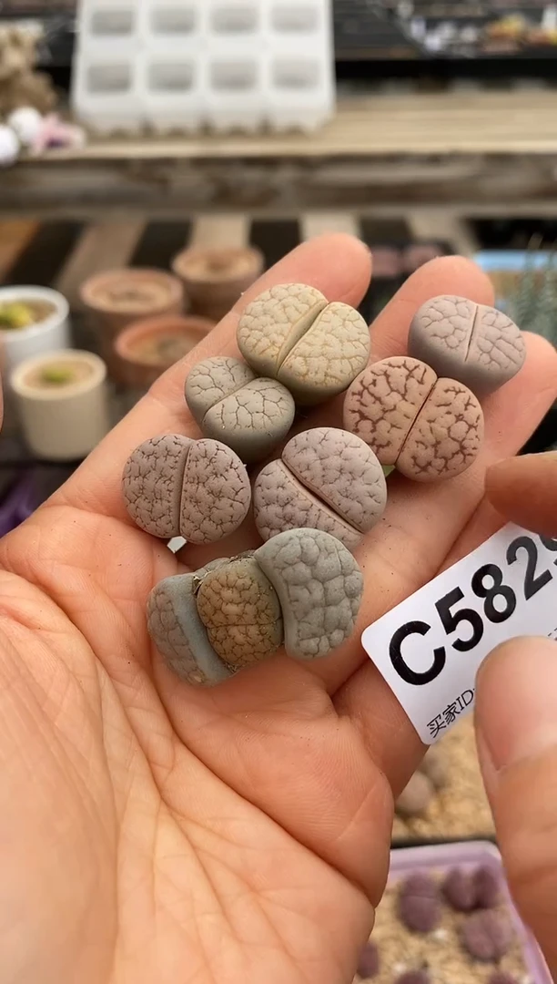 5829直播一物一拍