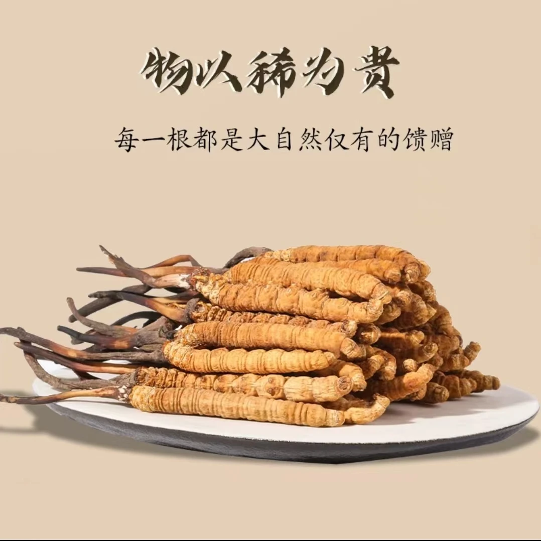[中大草]2025年新干头茬头期冬虫夏草 青藏高原 精品中草