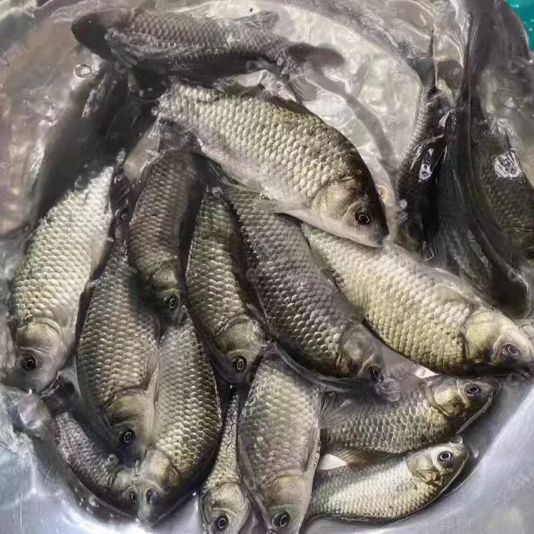 【玉龙湖土鲫鱼、大板鲫】现抓现发、顺丰快递包活到家、次日达今天拍明天到