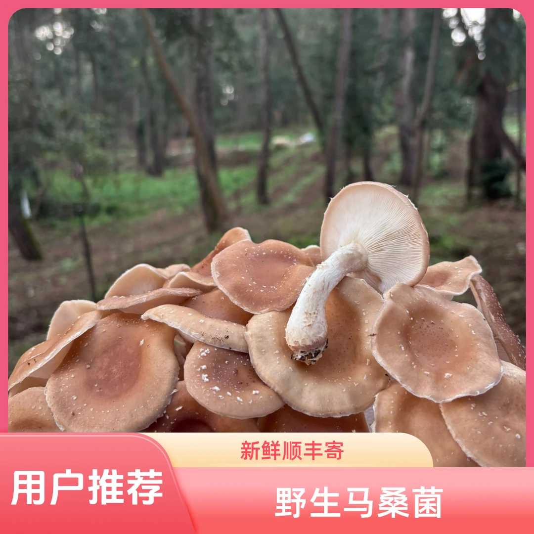 贵州深山马桑菌(野生香菌)顺丰冷链包邮 野生鲜货 仿野生马桑菌