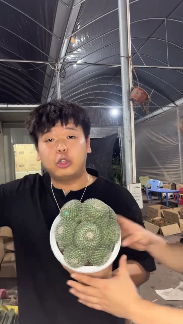 多头 玉翁【实生根】14-20cm