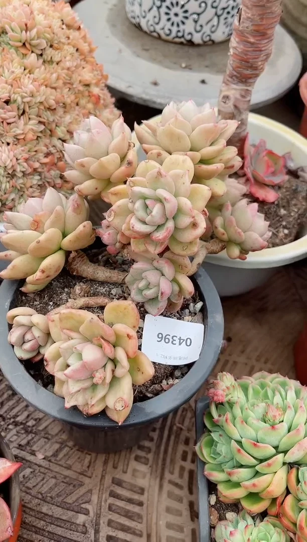 【闪购商品】04396