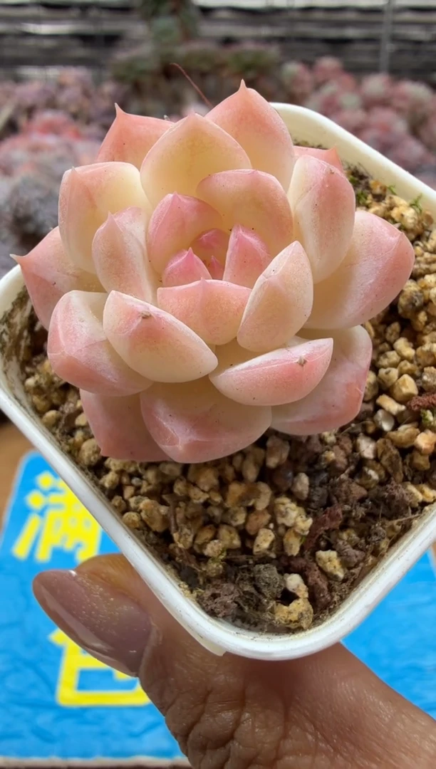 东云多肉园二店-90