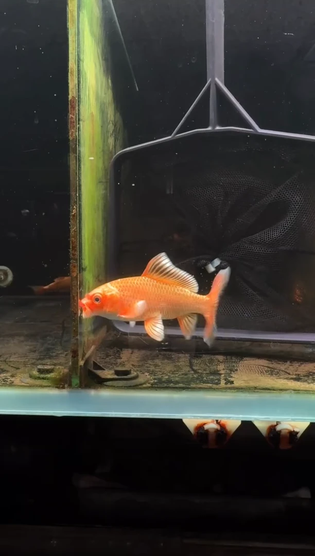 蝴蝶鲤鱼?****④红蝴蝶