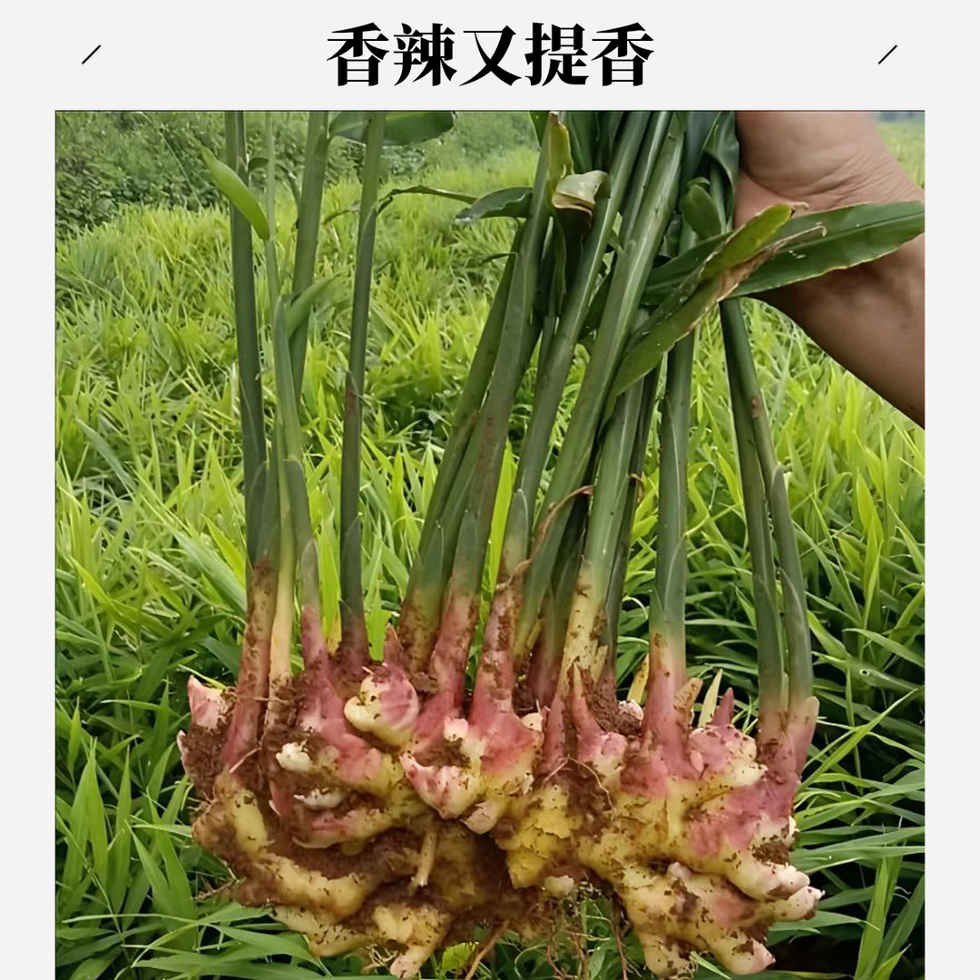 A香辣云南正宗云南水果云南洋姜嫩姜姜云南小黄云南老生姜