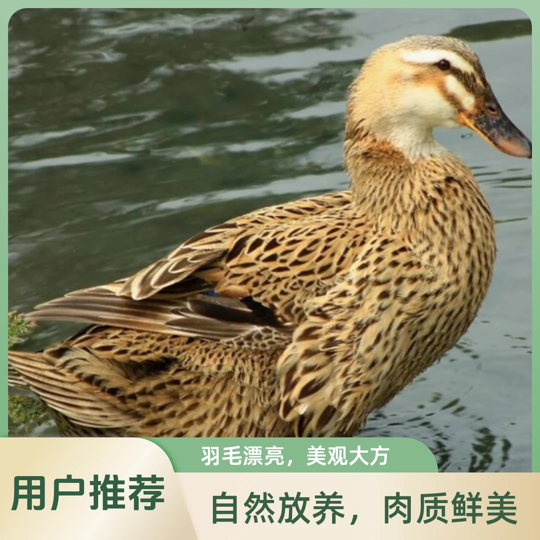 1只鸭+1只鸡【宰杀好，不带内脏】广西水库散养鸭+灵山香鸡 2只净重不低于7斤