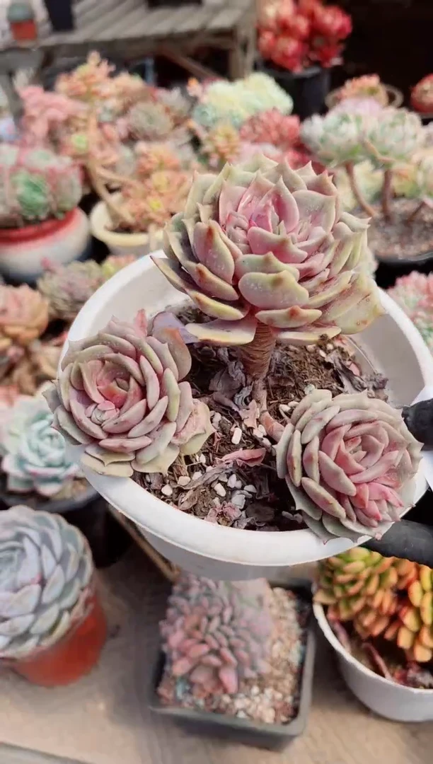 【闪购商品】04312