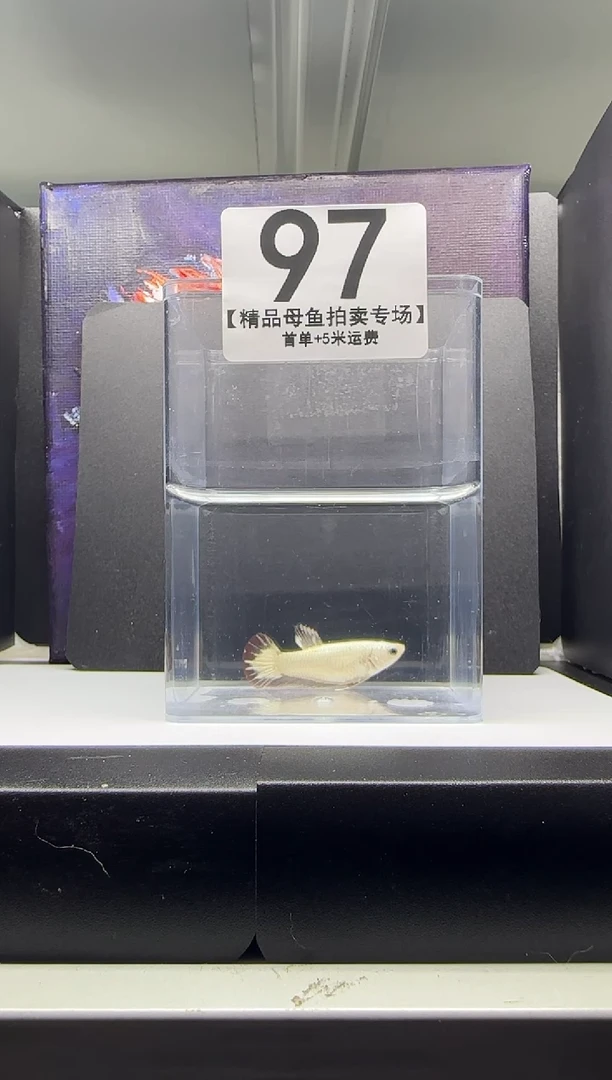 斗鱼母鱼编号：97