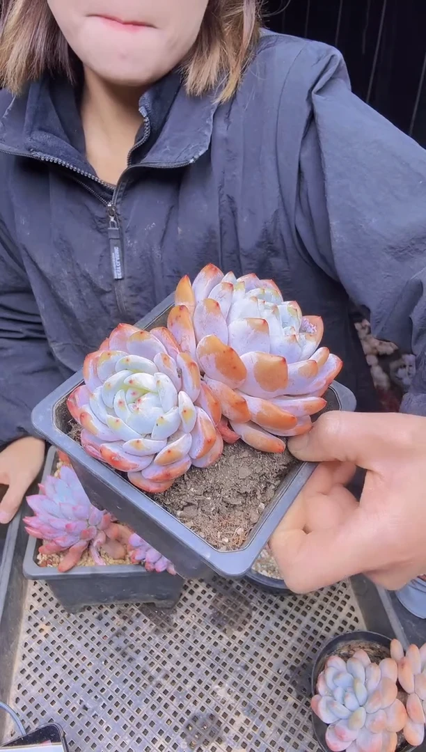 妖*013双头橙梦露一物一拍所见即所得