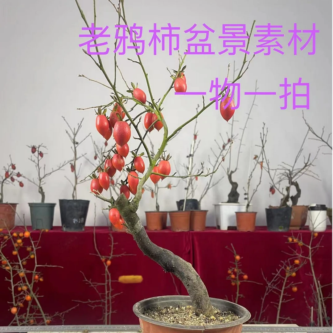 老鸦柿老桩盆景素材