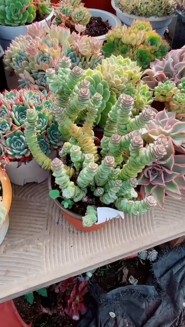 葵*多肉植物一物一拍02111