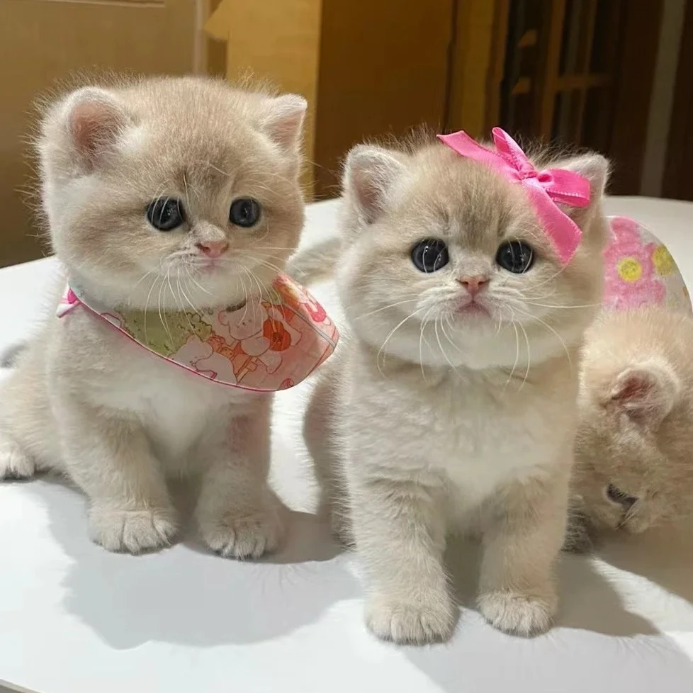 【伴乐爱宠物】英短美短金渐层德文缅因可爱猫咪幼猫活体