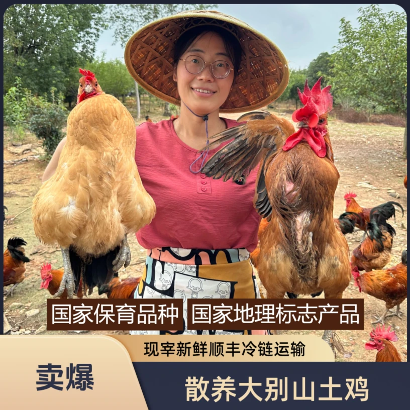 【买一送一】2只母鸡|散养700+天净重5-6斤 | 现杀现发大别山黄油土老母鸡|国家保育品种|国家地理标志产品