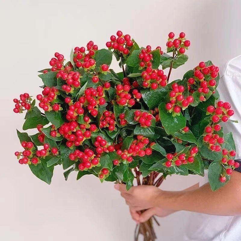 云南鲜花相思豆红豆1扎【王维诗里的相思】红龙珠可做手捧花