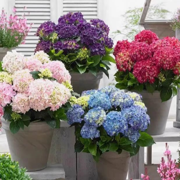 绣球花苗盆栽花卉植物室内好养的花四季开花不断无尽夏大花易成活