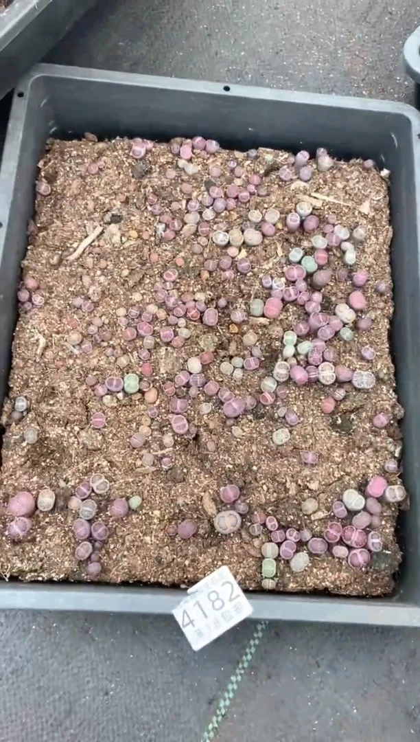 4182特价紫色框有疤瑕疵带土不带盆发货