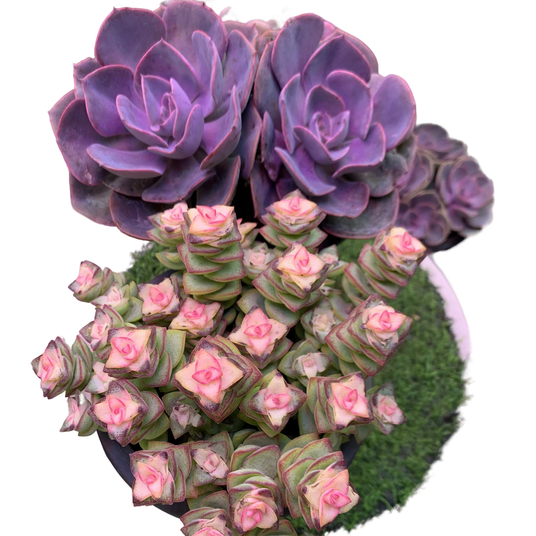 尘埃玫瑰 满天星钱多多 带盆土2盆多肉植物 带盆好养新手必入