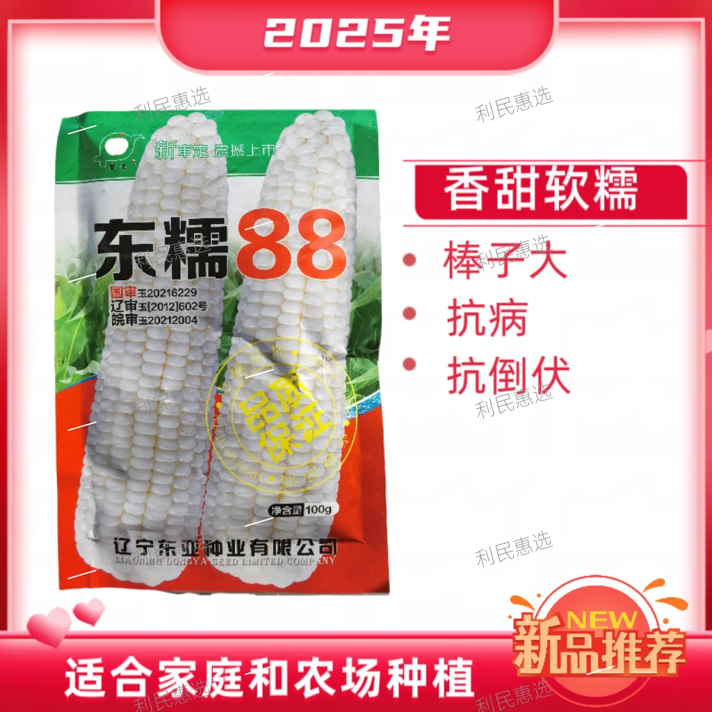 东糯88白甜糯玉米种子鲜食玉米种子
