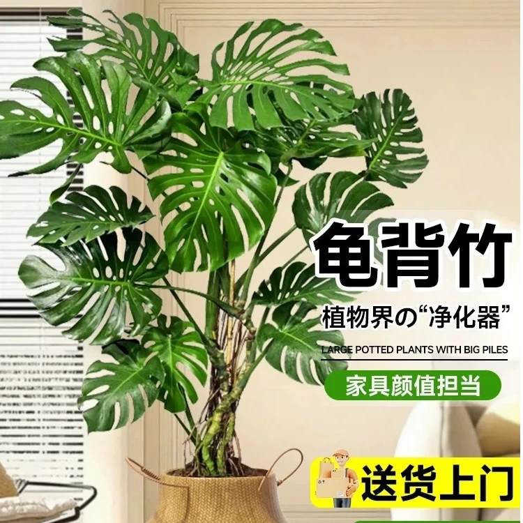 大叶龟背竹盆栽室内净化空气大型落地客厅办公室常青绿植