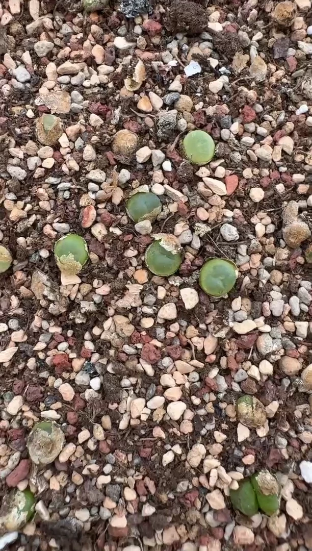 6-3多肉植物肉锥拉登一颗