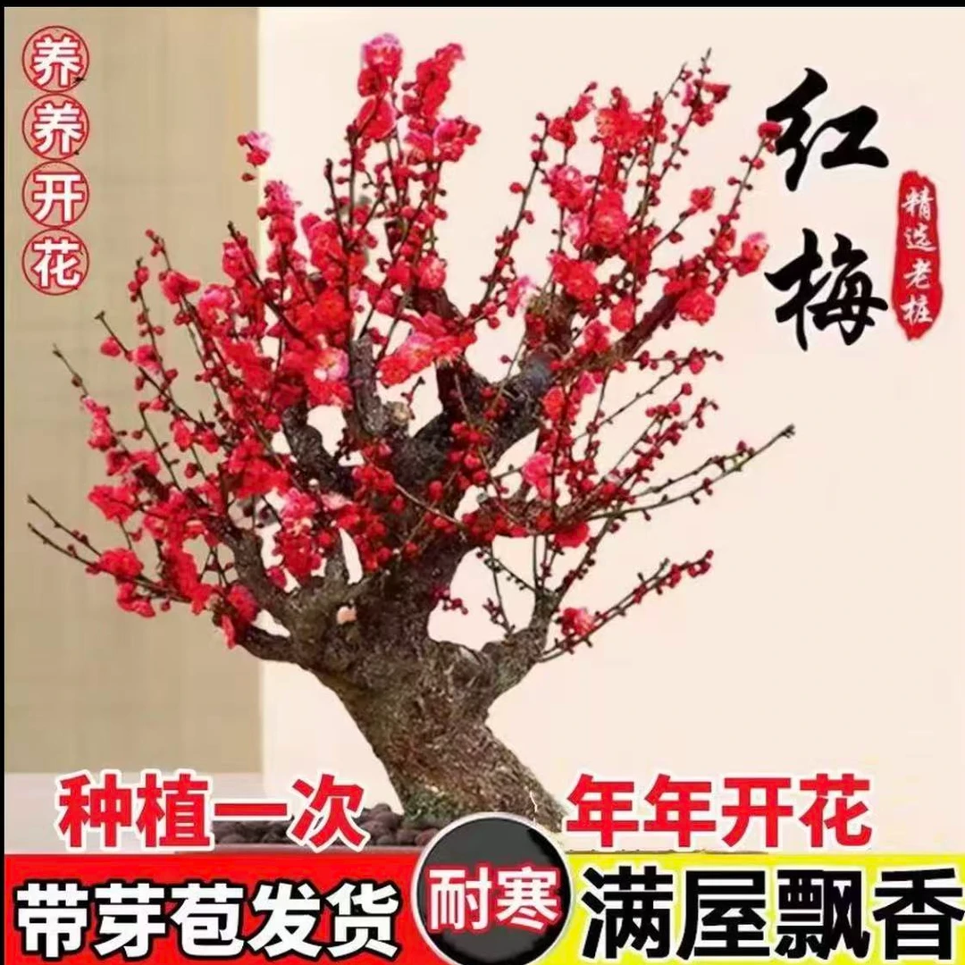 【红梅带花苞】浓香型浓香型耐寒腊梅盆栽地栽室内外庭院阳台养殖