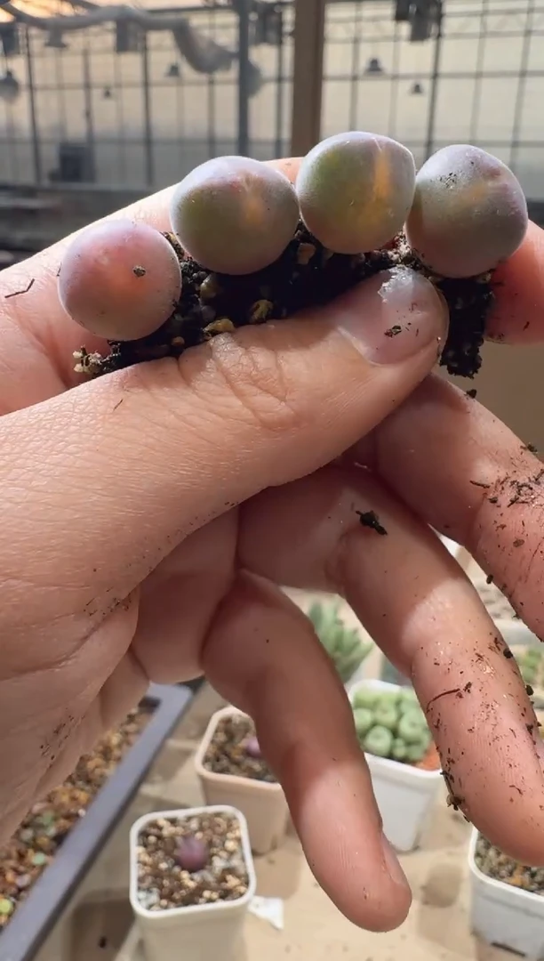 和****红多肉植物肉锥16-335