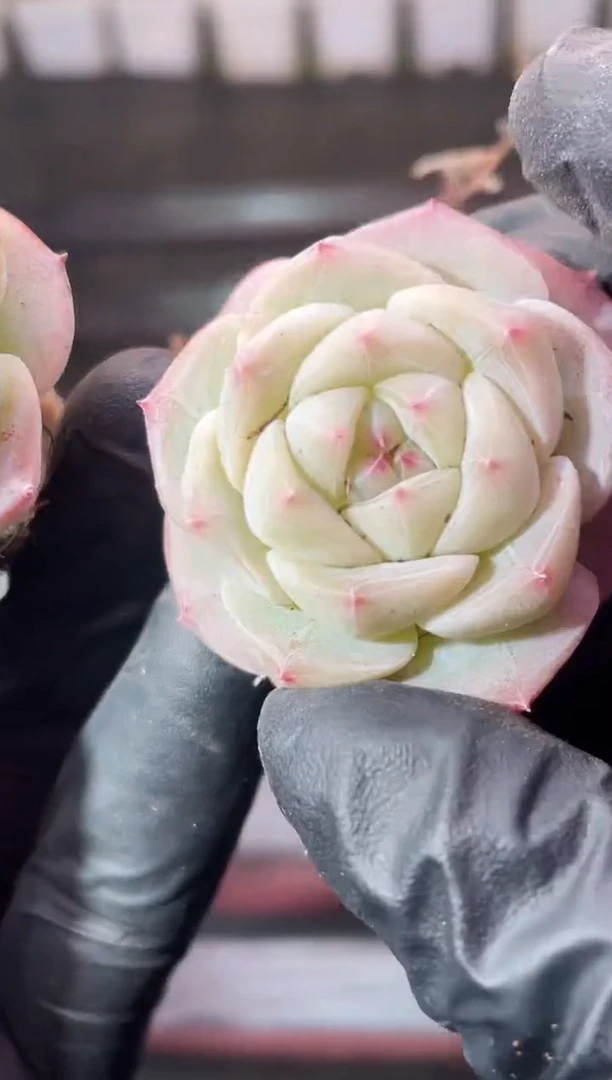 13-58 孤月3-4厘米量拍发一颗