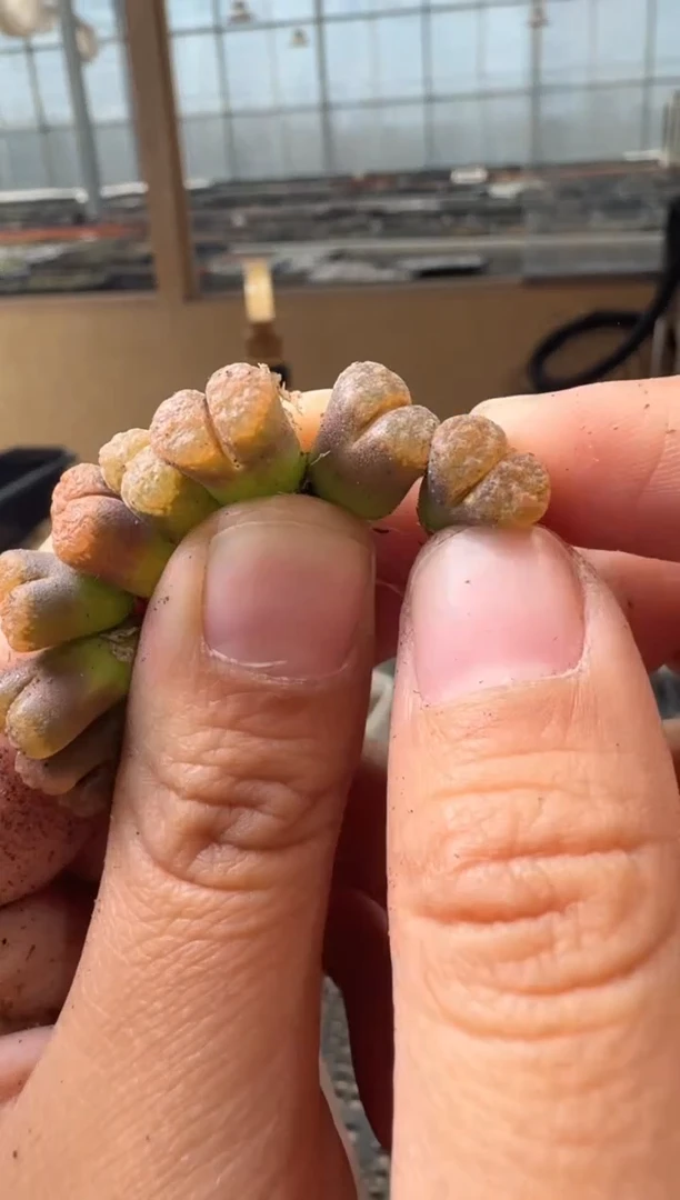 29-35多肉植物肉锥