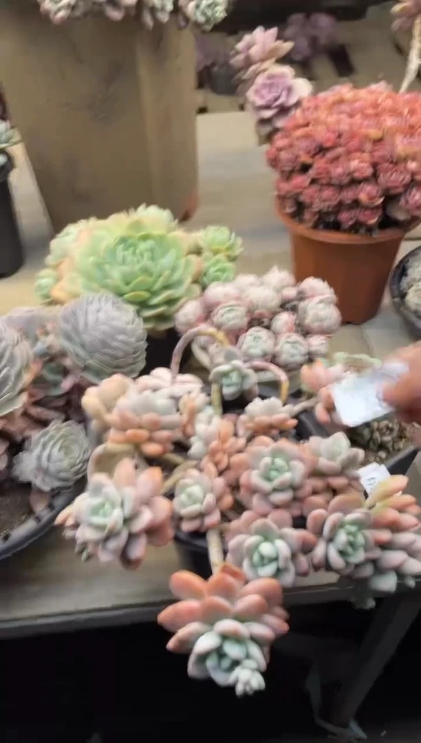 【闪购商品】189洛神