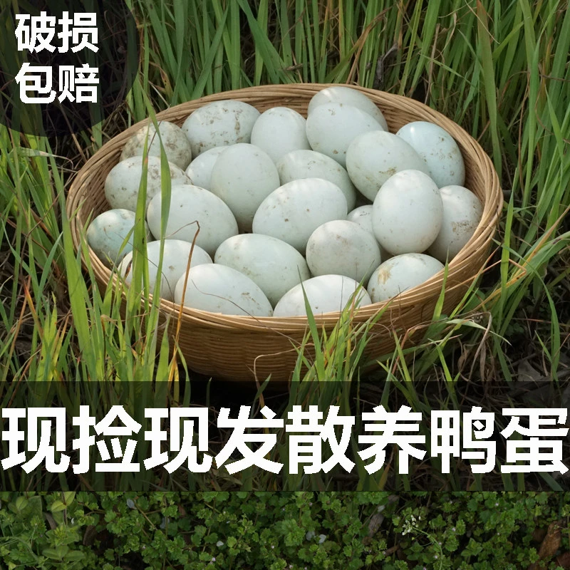 散养麻鸭玉米喂养的鸭子鸭蛋