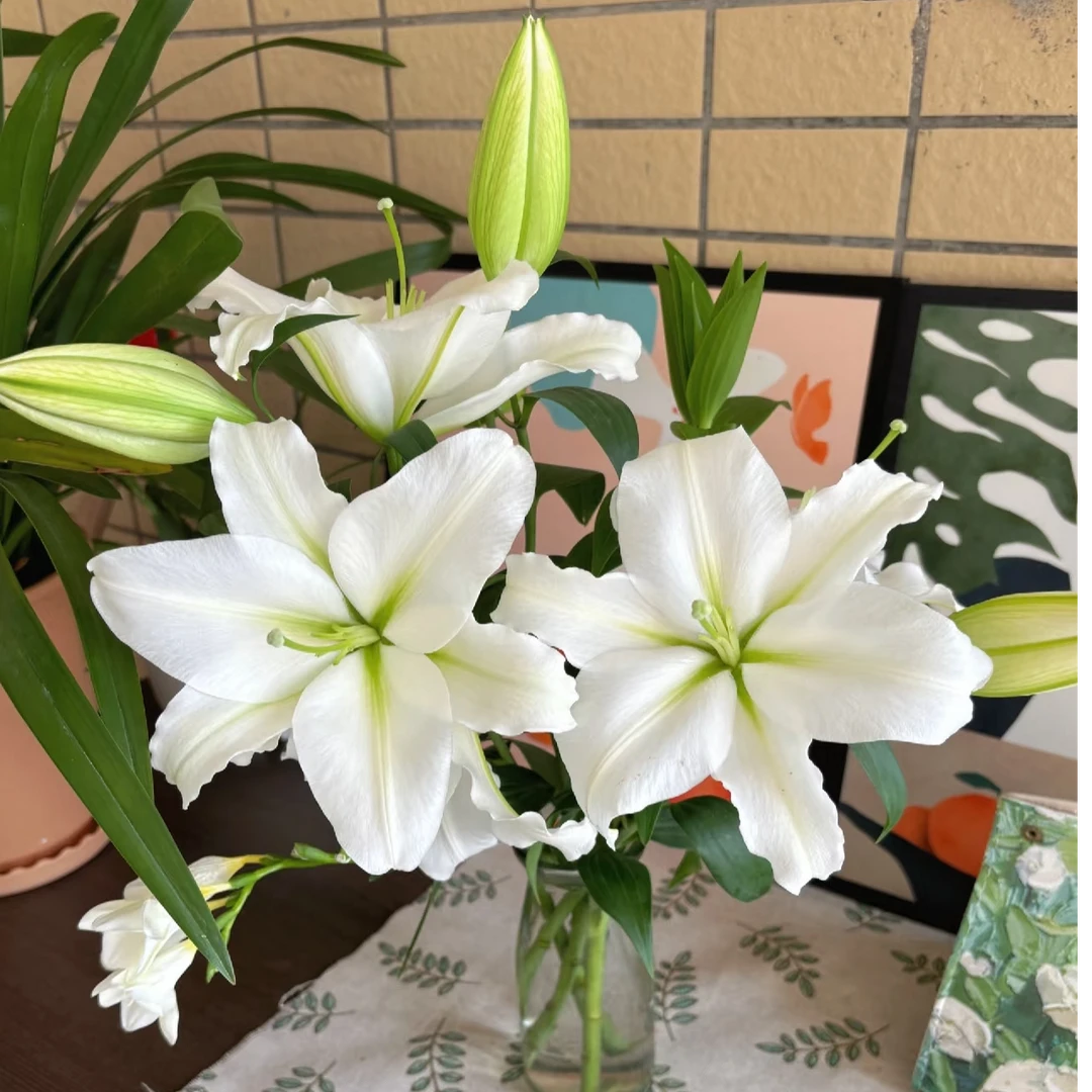 白月光 香水百合 东北基地直发香味漂亮养护修剪包邮实物