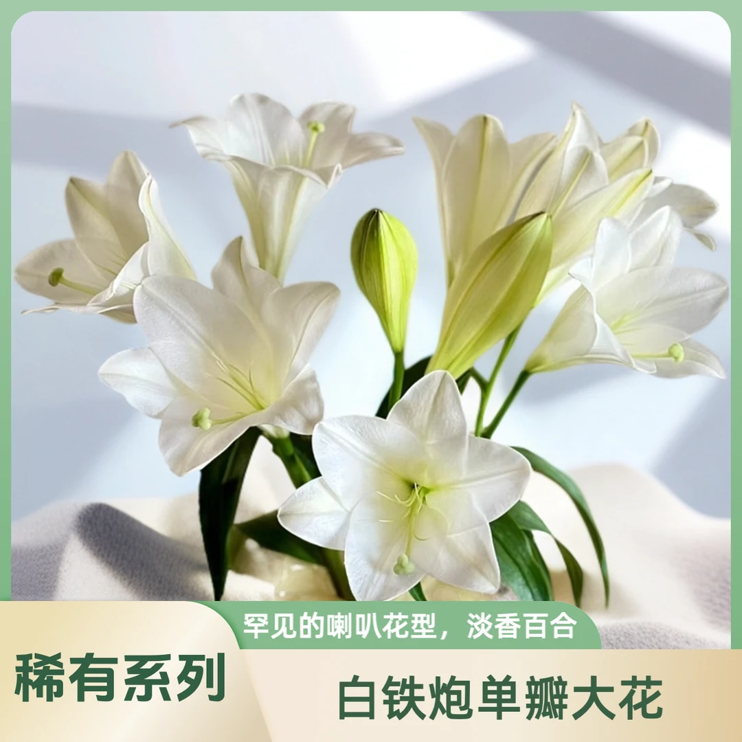 【AAA级单瓣百合白铁炮】高品质长粗杆稀有百合，喇叭花花苞形状花型