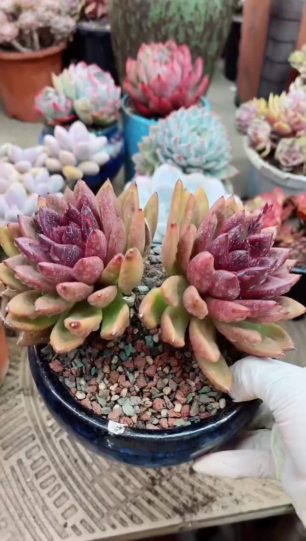 【闪购商品】25078