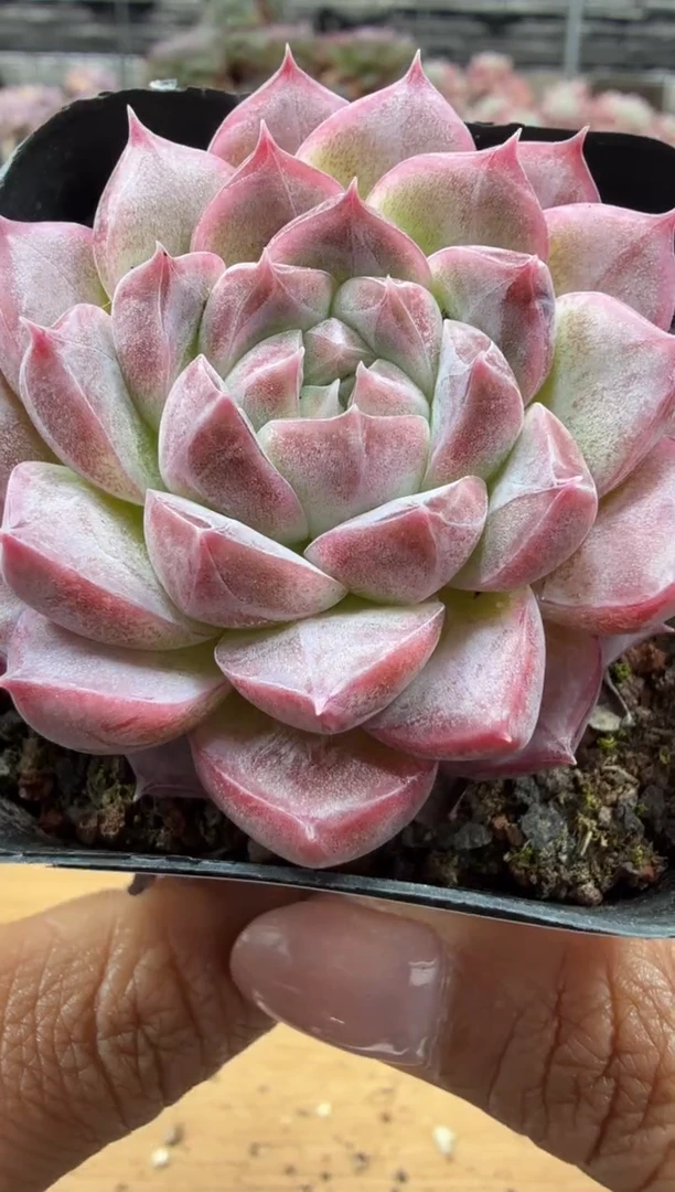 东云多肉园二店-212