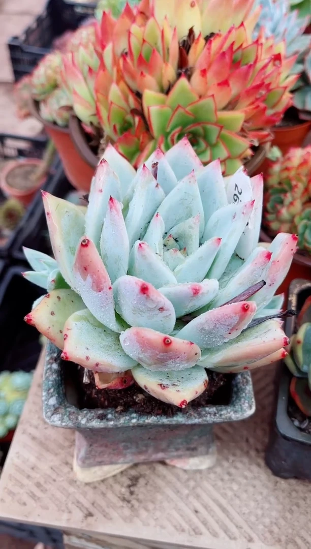 26092多肉植物一物一拍