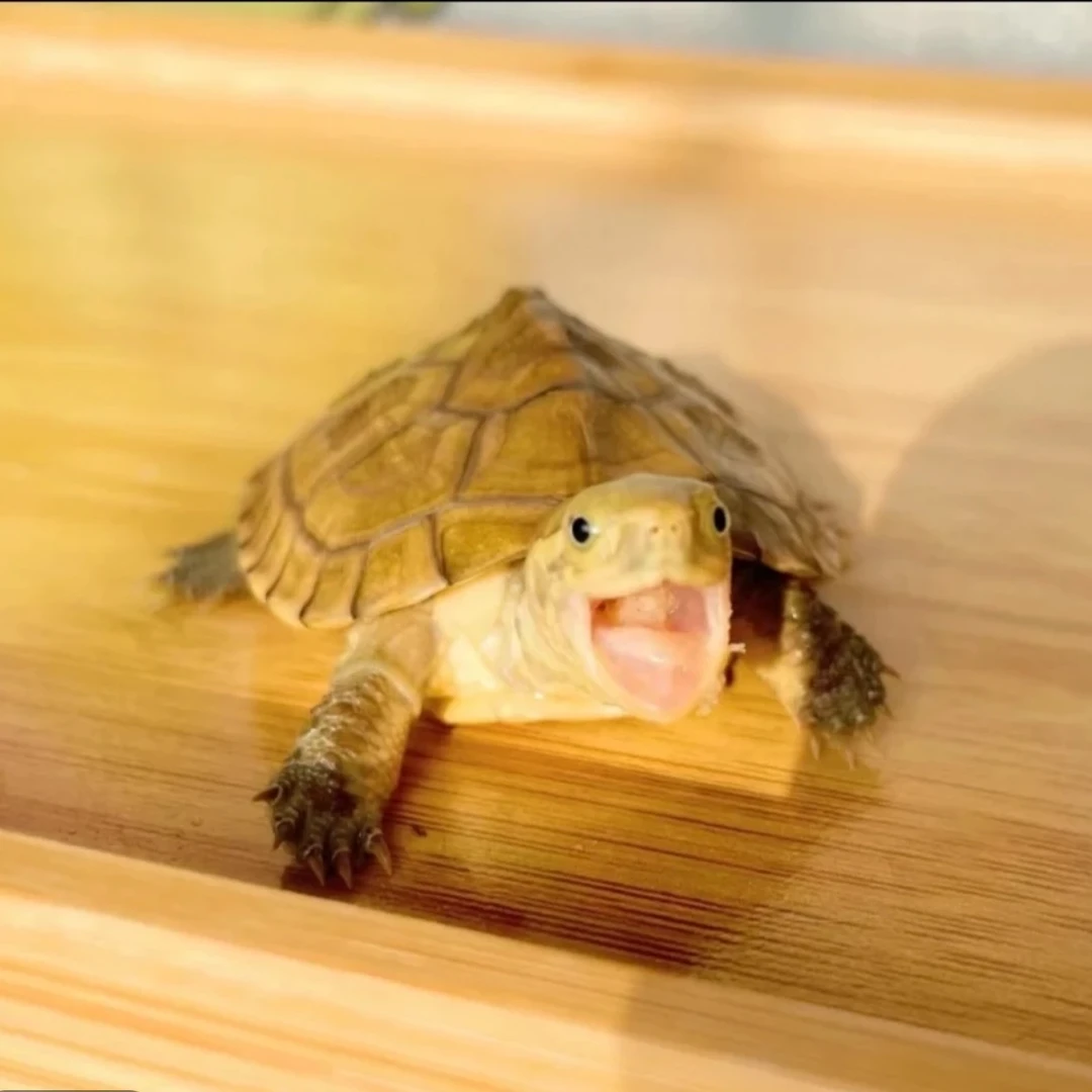 宠物活体幼体专属链接