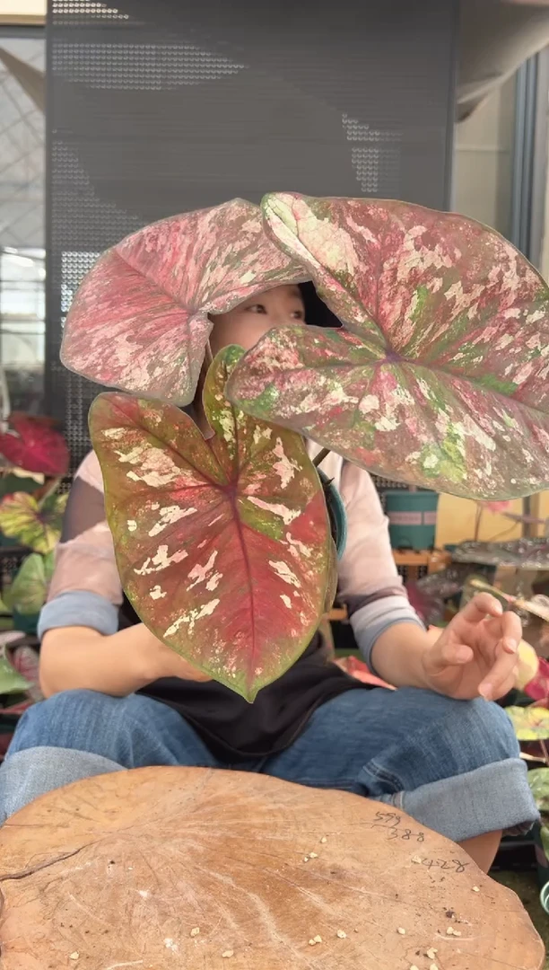 无花朵0017花木兰（泰彩）