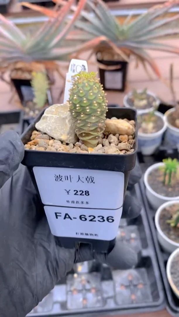【闪购商品】波叶大戟FA-6236