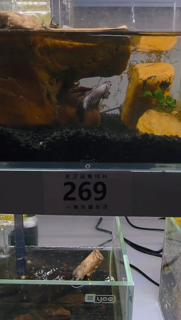 斗鱼斗鱼竞拍链接269