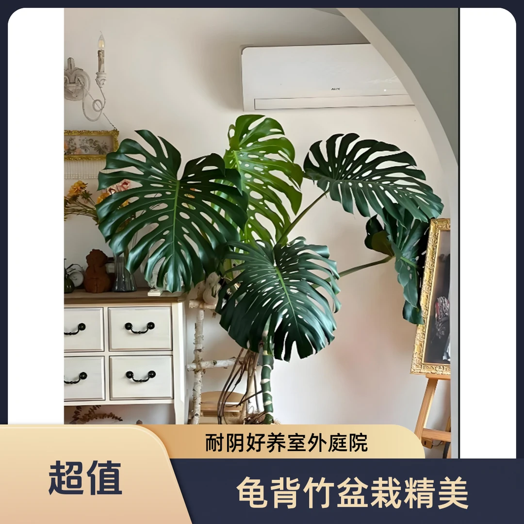 客厅大叶龟背竹绿植大盆栽老桩独杆造型龟背竹大盆栽客厅高级感