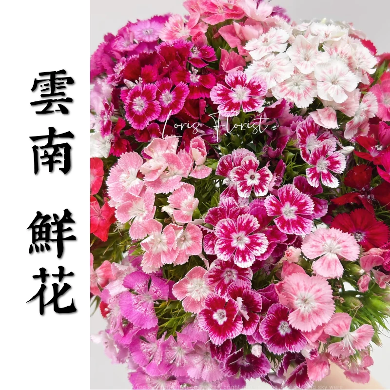 鲜花甄选【石竹梅】云南鲜花基地直发