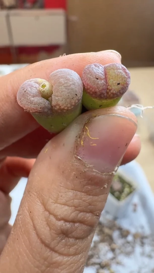 多肉植物肉锥脱土发29-329