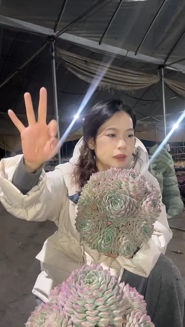 【闪购商品】海琳娜20cm起9.99