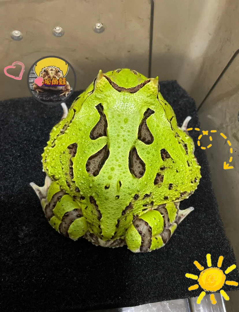 蝴蝶角蛙7-8厘米 送饲养盒 仅限十单 售完截止