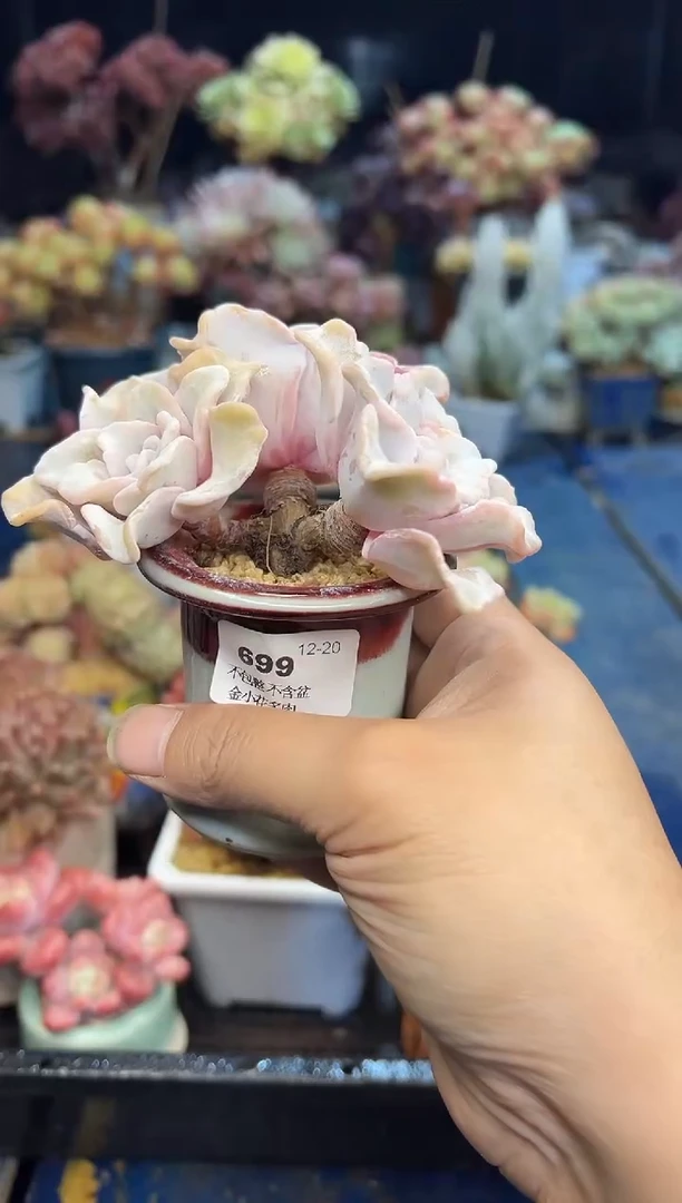 【闪购商品】699不带盆