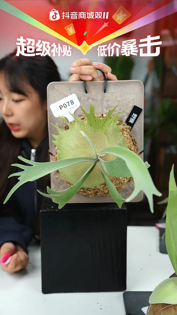 不开花植物P078-野猴鹿角蕨