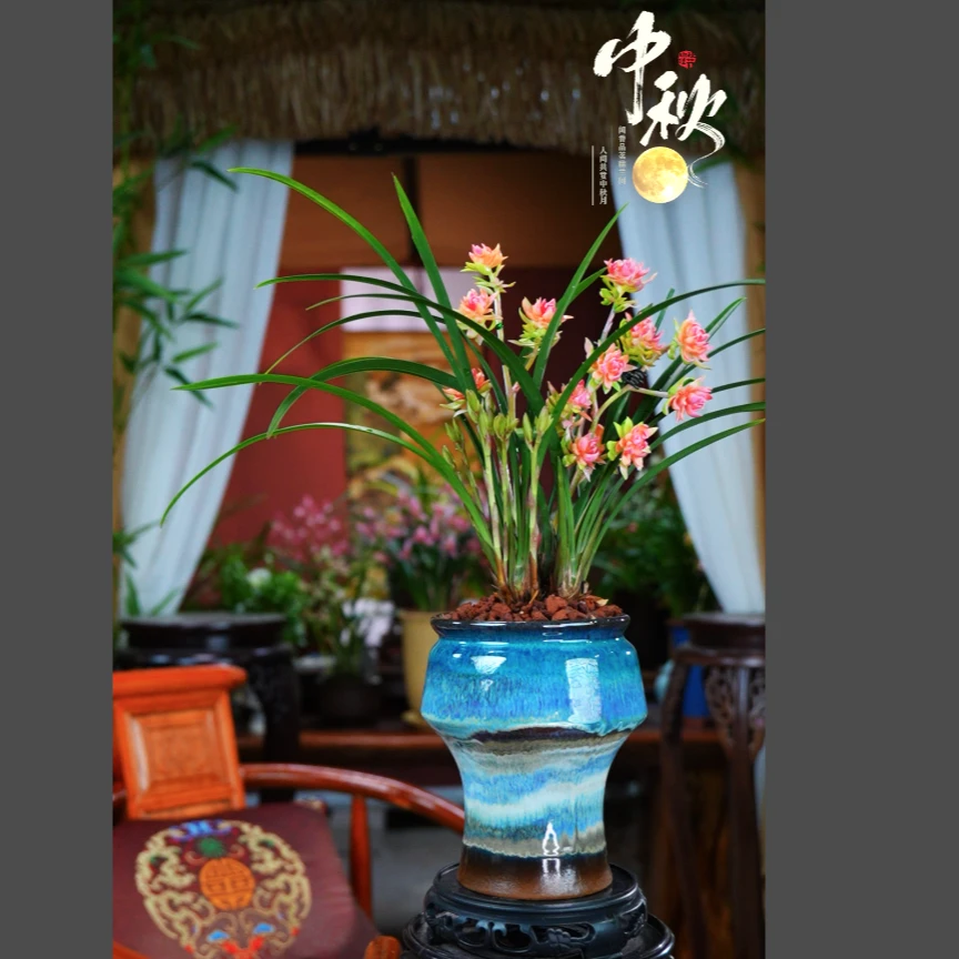 建兰 带花苞 [红禅牡丹] 浓香型 室内好养兰花 一整套带盆种好